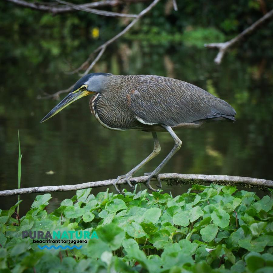 Hotel Pura Natura Beachfront Tortuguero Dış mekan fotoğraf