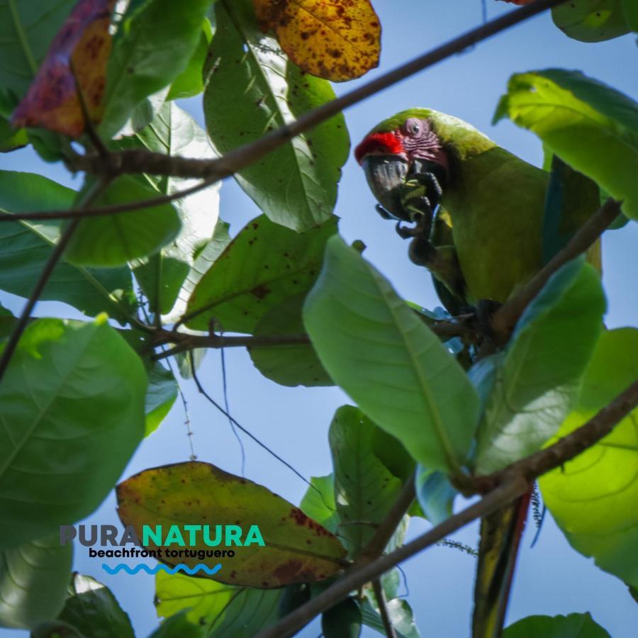 Hotel Pura Natura Beachfront Tortuguero Dış mekan fotoğraf