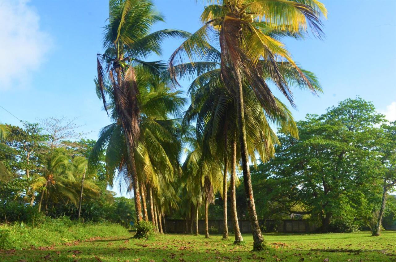 Hotel Pura Natura Beachfront Tortuguero Dış mekan fotoğraf