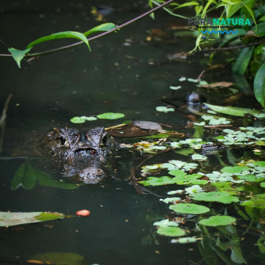 Hotel Pura Natura Beachfront Tortuguero Dış mekan fotoğraf