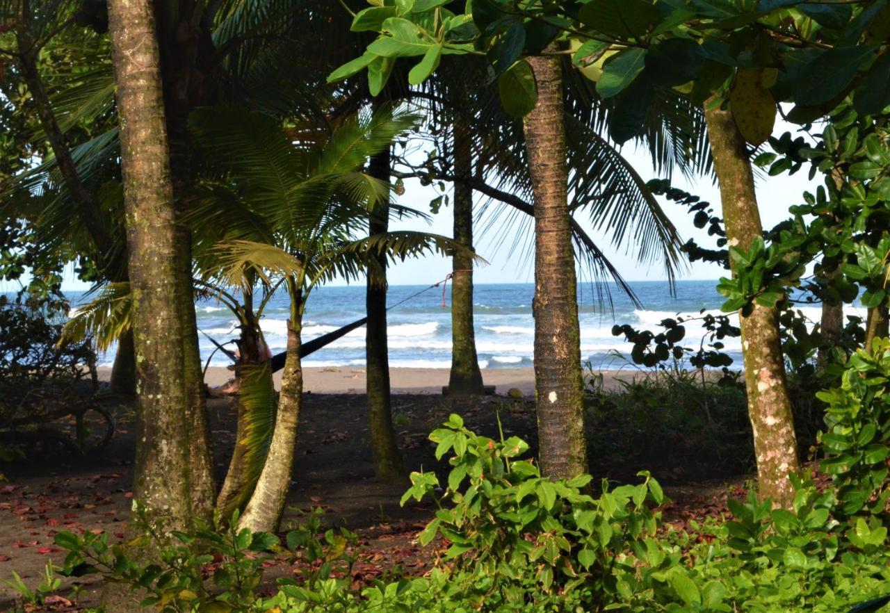 Hotel Pura Natura Beachfront Tortuguero Dış mekan fotoğraf