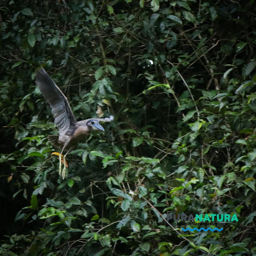 Hotel Pura Natura Beachfront Tortuguero Dış mekan fotoğraf